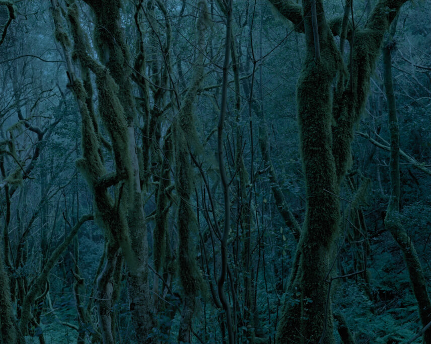Photograph of trees in varying shades of blue