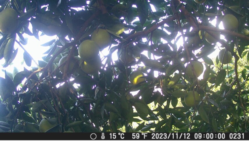 Light-green colored oranges hanging on branches among green leaves.