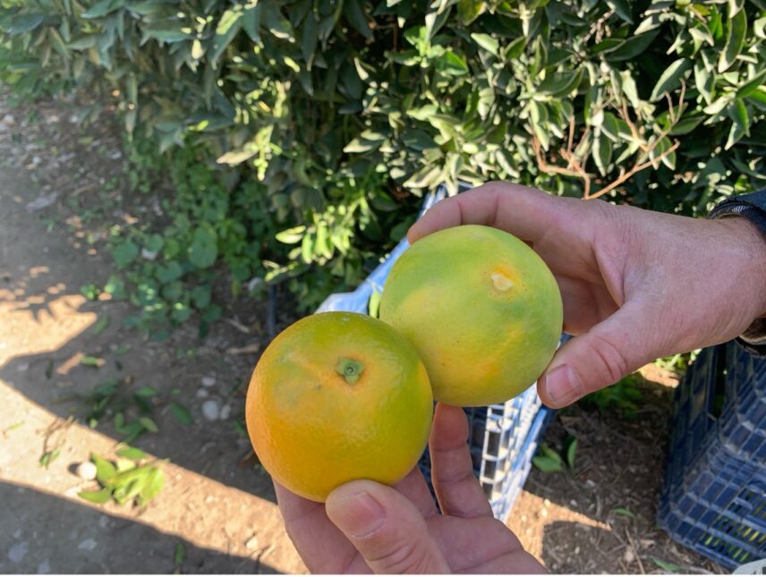 Two hands holding two oranges that are next to one another.