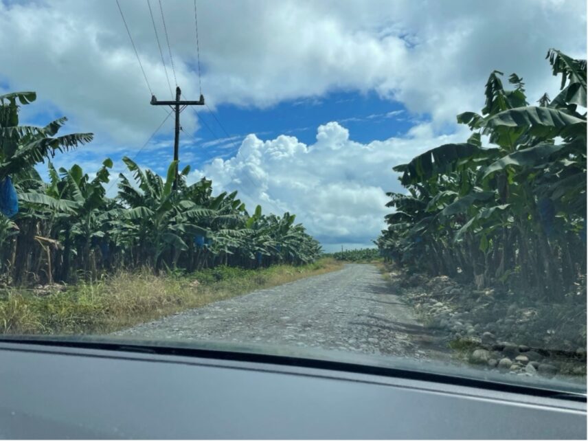 Photo is taken looking out the front windshield of a car, driving down a rocky road lined with banana trees on either side. Every few trees we can see a blue plastic bag hanging between the leaves. The sky in the background is bright blue and spotted with fluffy clouds.