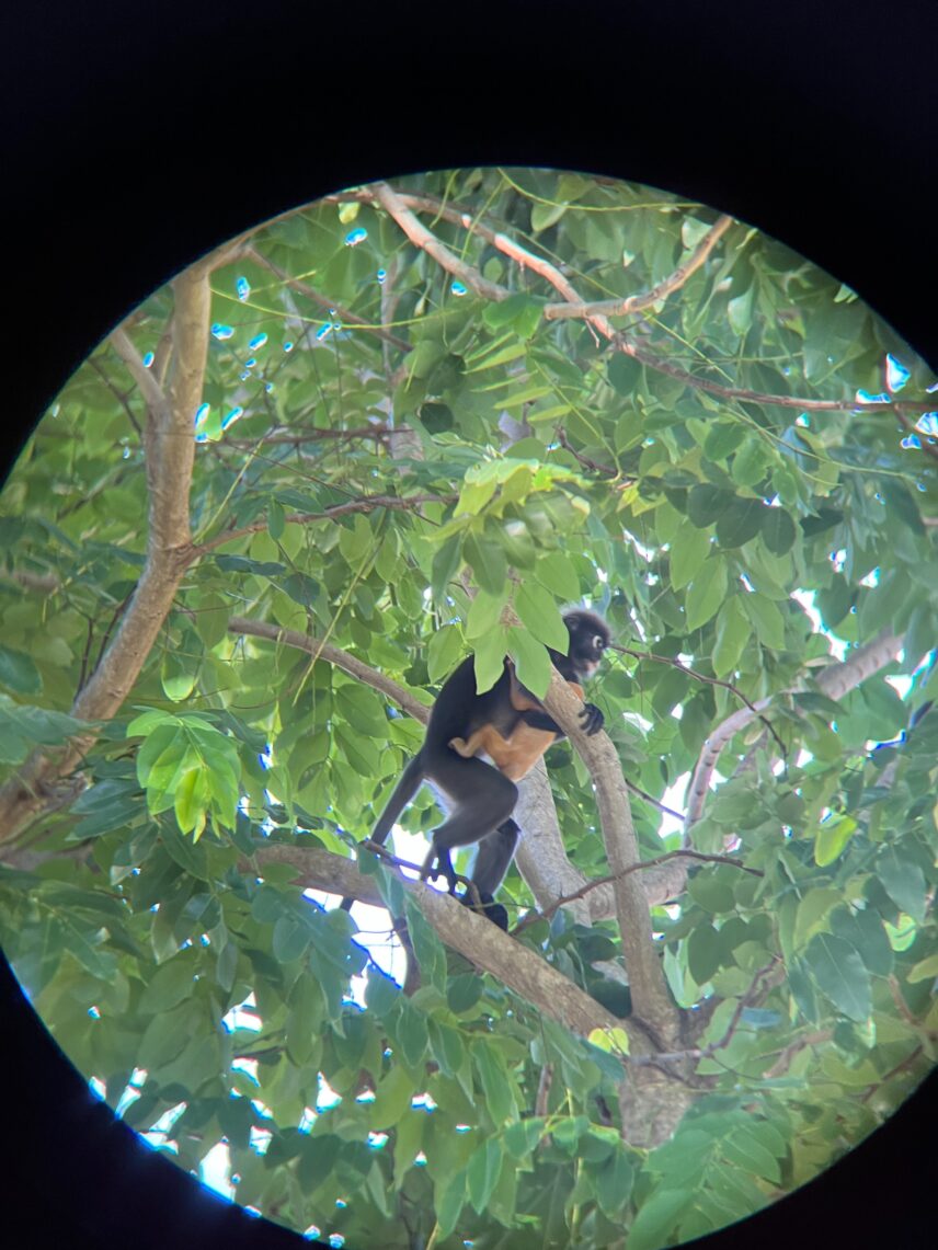 Dayang carrying her infant Lucy on a tree in Polyphony.
