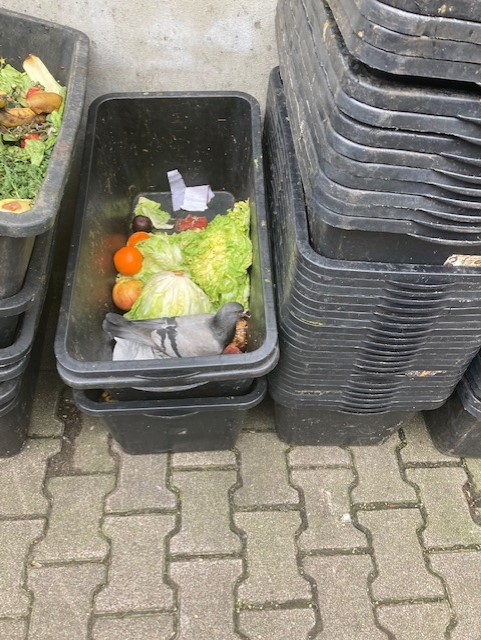 Photograph of bins with discarded vegetables in them