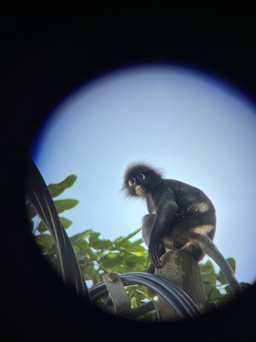 A dusky langur sits on a utility pole. Many of Polyphony’s urban residents comment on the unique appearance of dusky langurs eyes and describe their presence as chubi (a Hokkien term of endearment meaning cute).