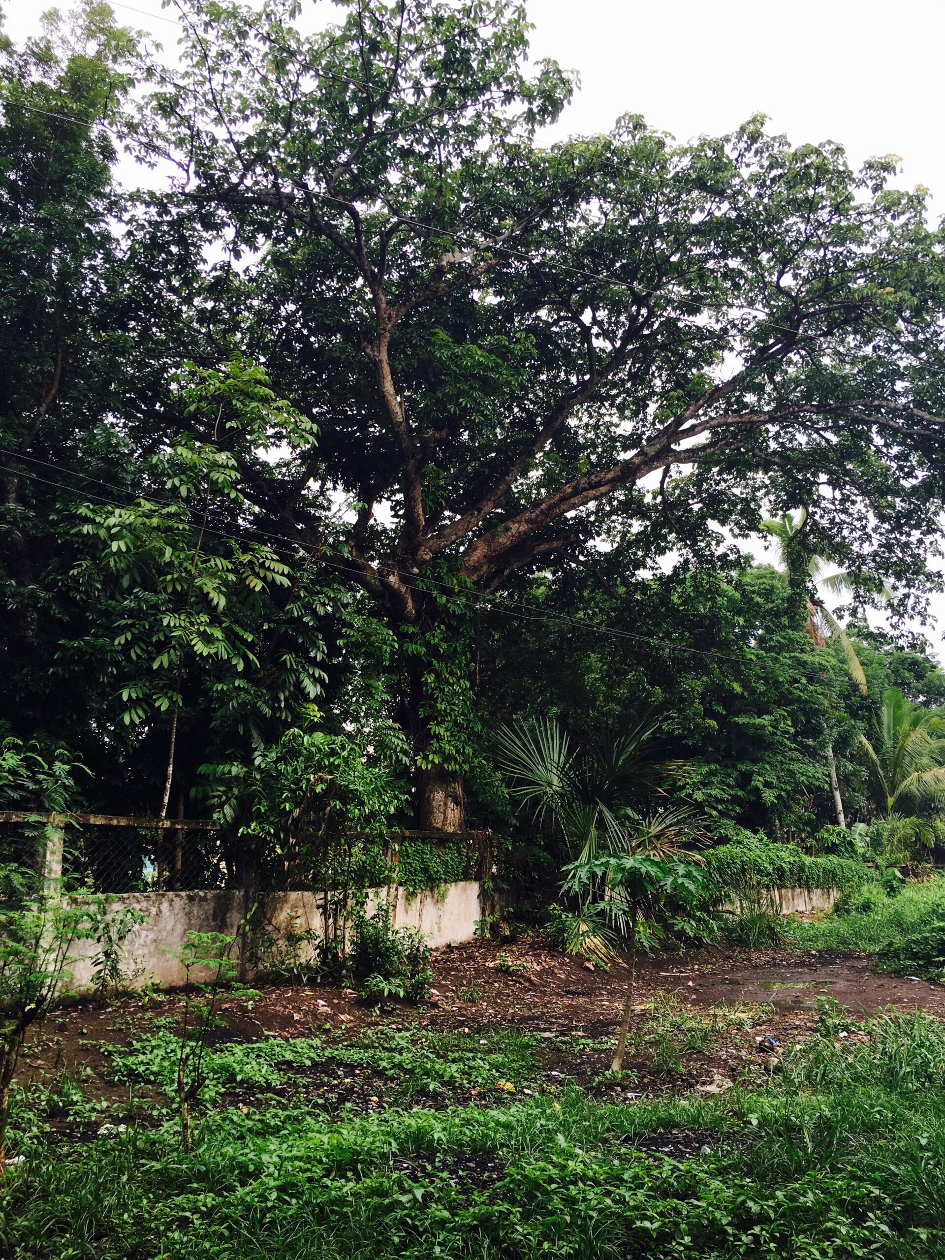 Photograph of a large tree in the daytime.