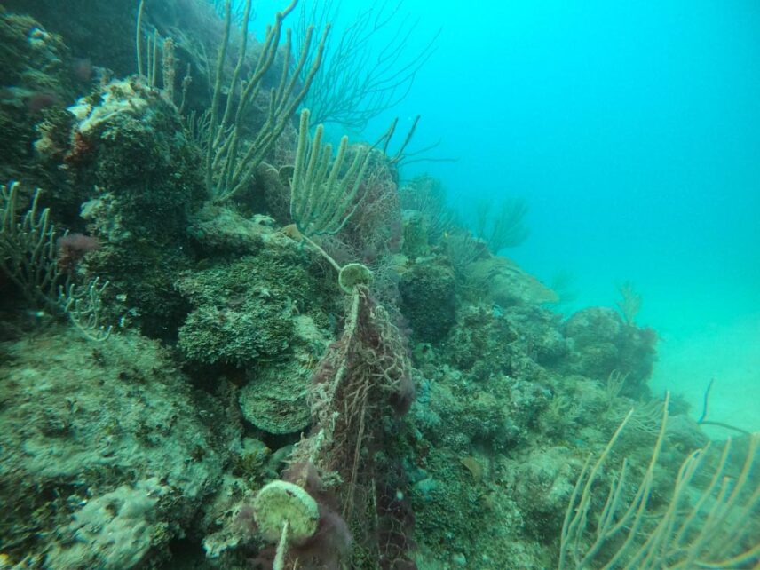 A picture of fishing net stretching over a reef