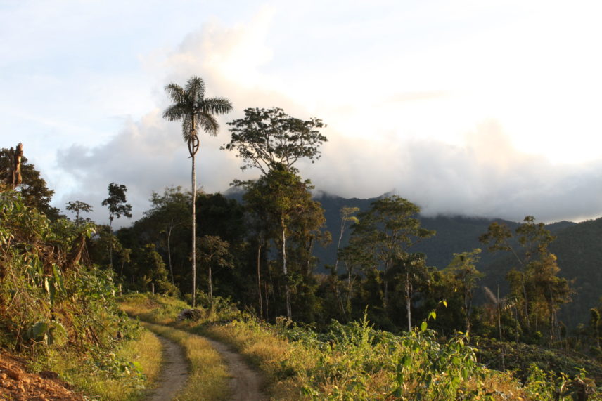 Photograph of trees and a horizon