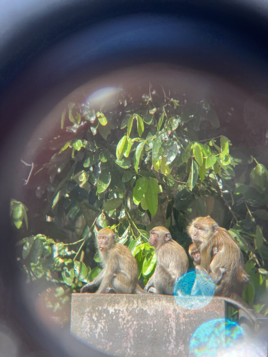 Everyday people, usually with less exposure to conservation, are surprised to learn how the misunderstood macaque form local families and express their nonhuman mode of sociality.