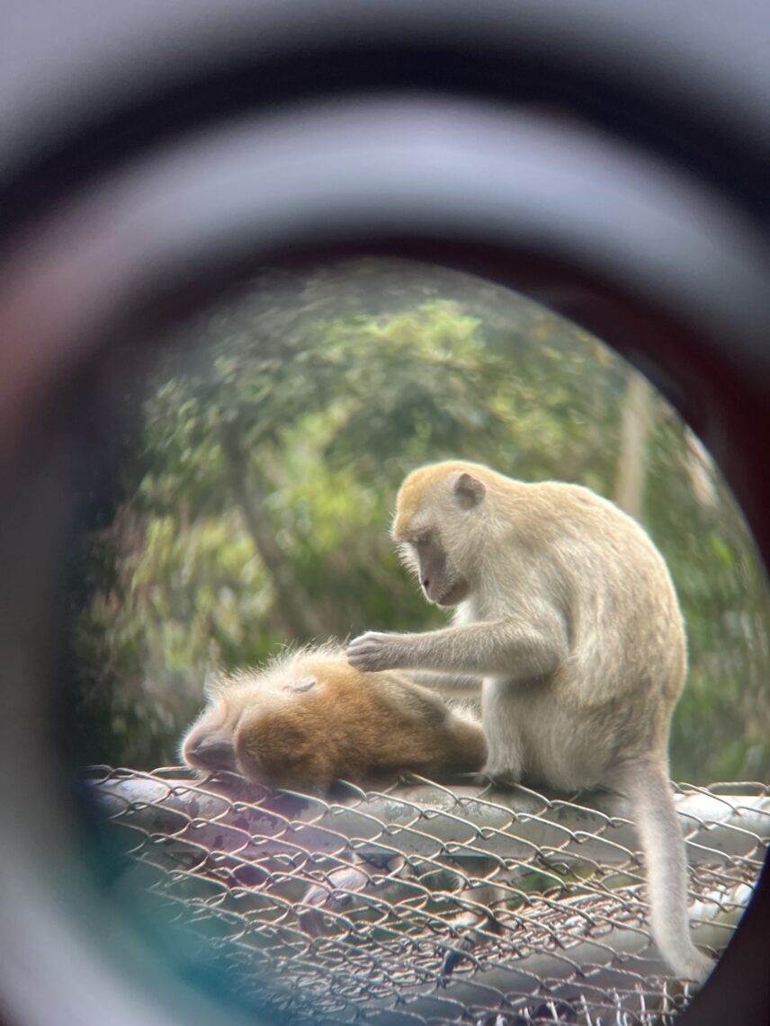 A macaque grooms (cleans) another lying down. Grooming is important for monkeys to maintain social relationships with each other.