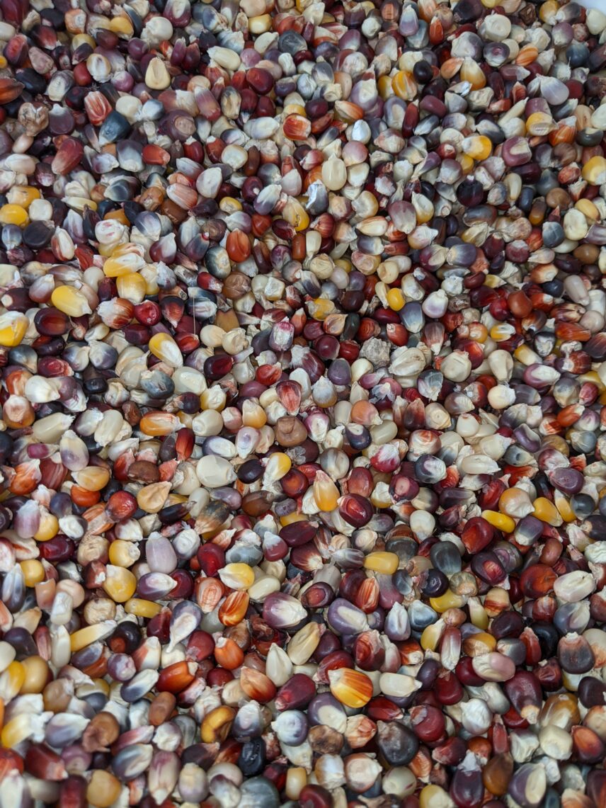 Corn