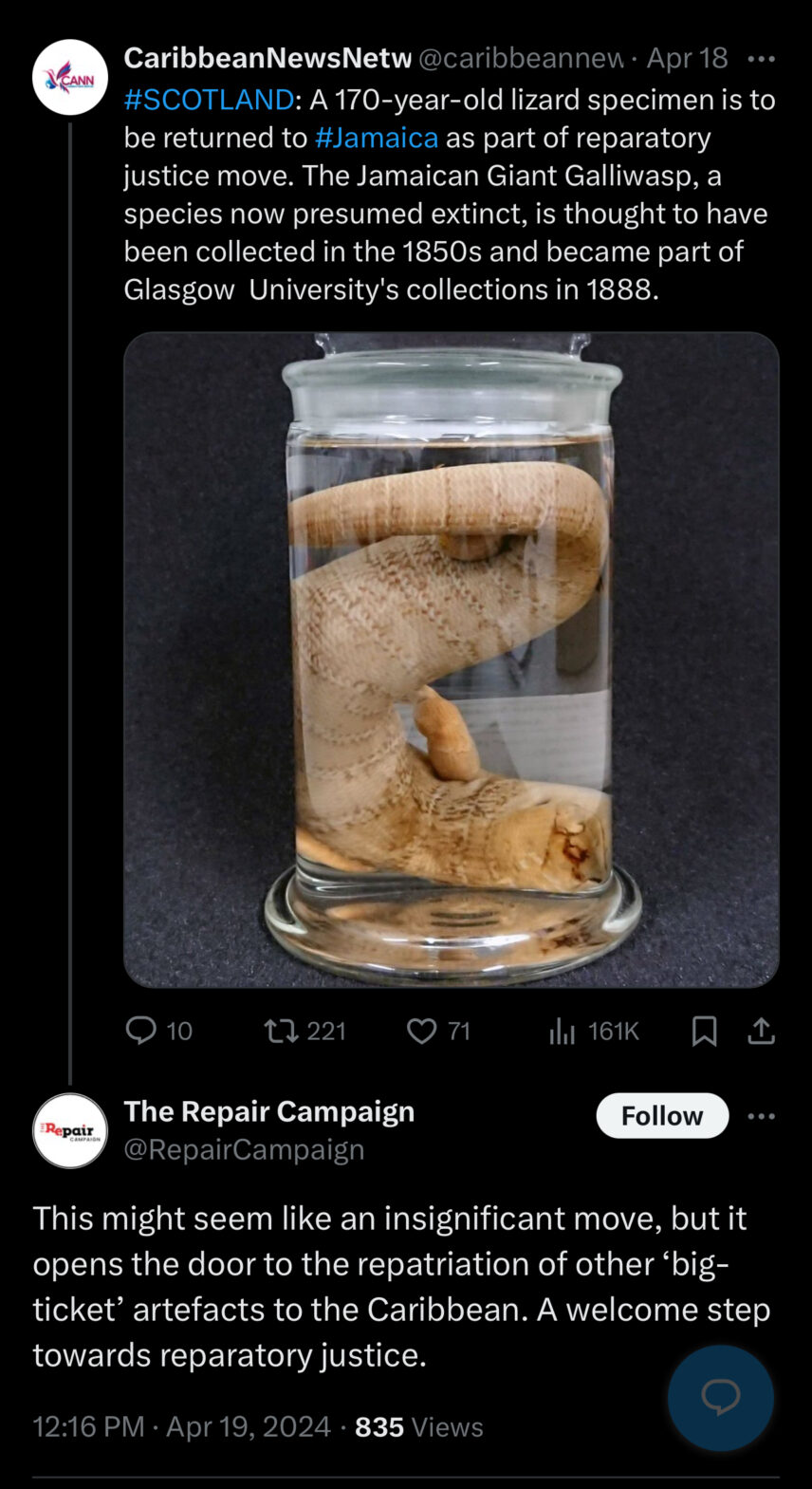Screenshot of social media response to repatriation of Jamaican Giant Galliwasp.
