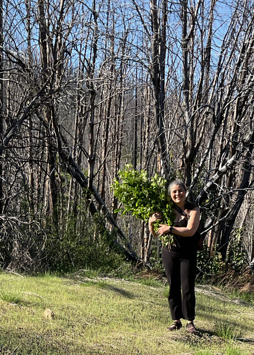 Smith gathering California hazel sticks, which were burned two years previously in the Slater Fire.