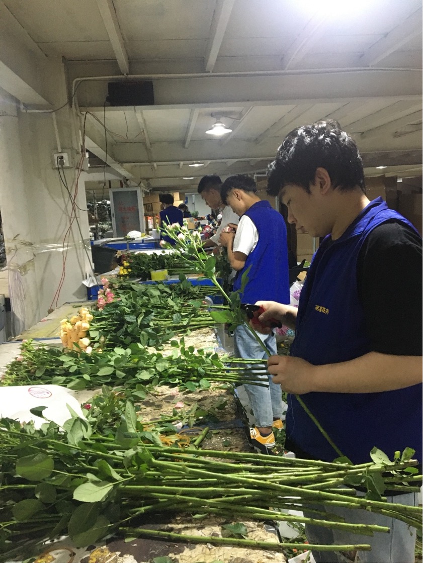Workers in a flower trading company were sorting the roses by trimming the foot leaves (front) and checking on the petals for bruises (back).