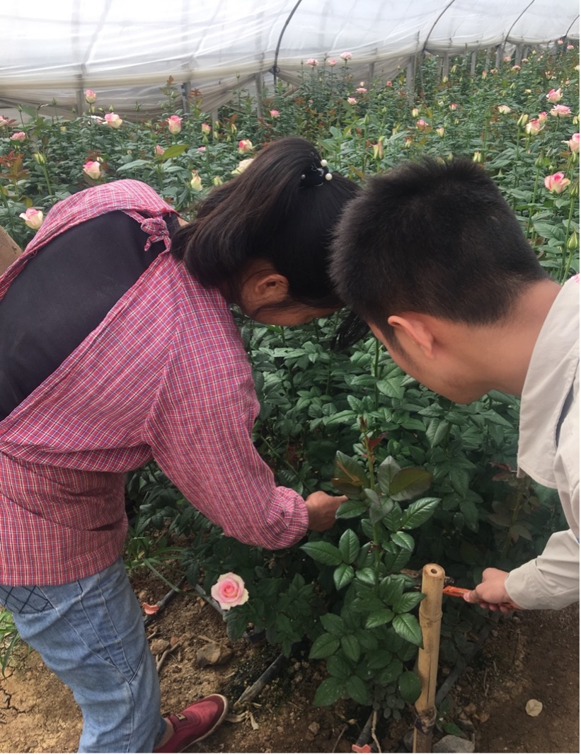 A rose grower (left) and a salesman of pesticide and fertilizer were checking on pest eggs hidden beneath leaves.