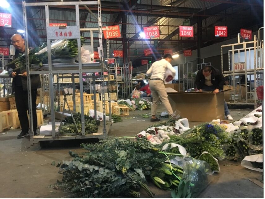 Flowers laid out on the ground for packing into the carton.