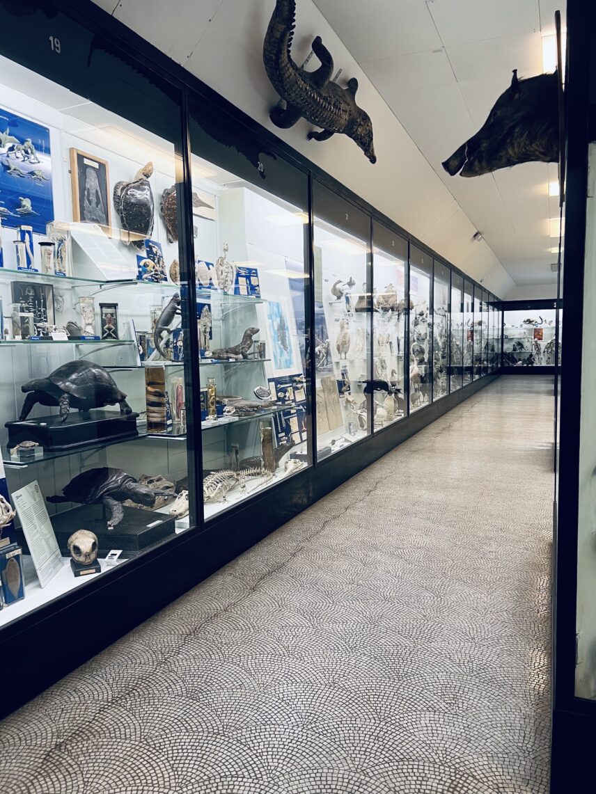 View of display cases, Bell Pettigrew Museum of Natural History, University of St. Andrews, Scotland.